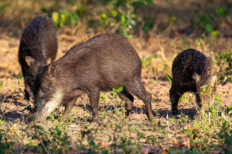 White-bearded peccary (Tayassu pecari) Pantanal Brazil