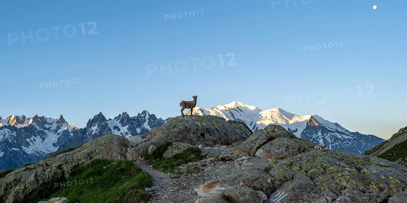 Alpine ibex (Capra ibex) on a rock, morning mood, mountain landscape at sunrise, mountain peak of Mont Blanc in the morning light, Chamonix-Mont-Blanc, Haute-Savoie, France