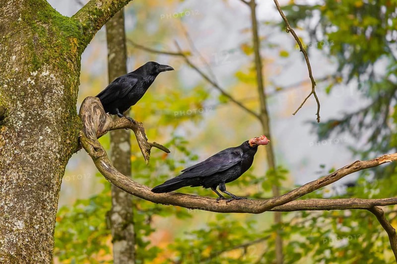 Two common raven (Corvus corax) sit in a tree, one eats a piece of meat