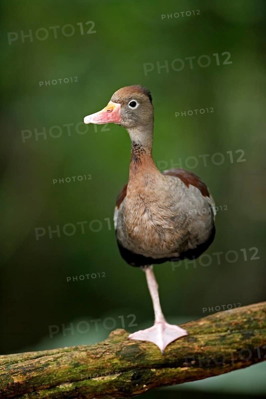 Red-billed Whistling Duck (Dendrocygna autumnalis), autumn duck, autumn whistling duck, grey-breasted whistling duck, adult, on tree, standing on one leg, resting, Pantanal, Brazil