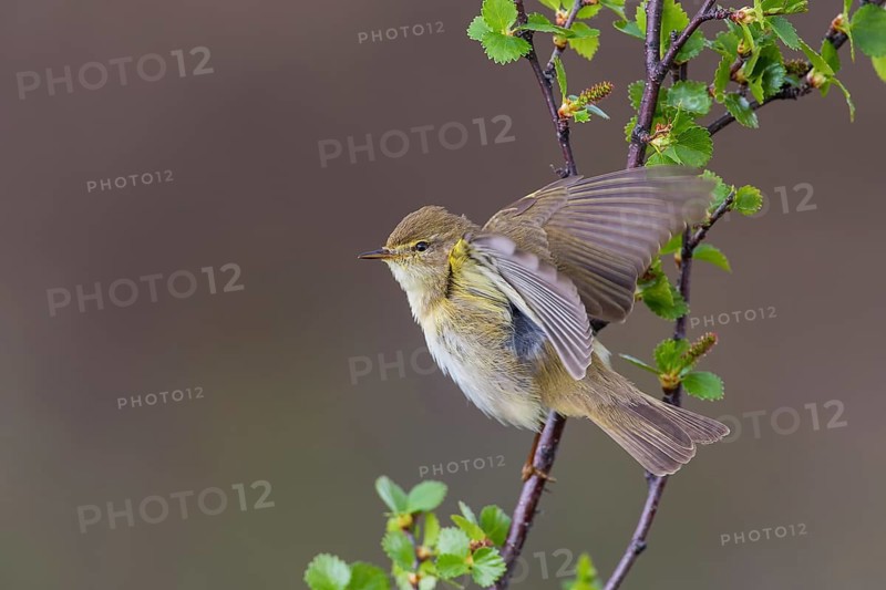 Fitis (Phylloscopus trochilus) Willow Warbler, male