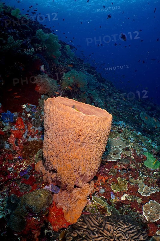 Barrel sponge, Barrel sponge (Xestospongia testudinaria), on a coral reef in deep blue underwater, dive site Toyapakeh, Nusa Ceningan, Nusa Penida, Bali, Indonesia
