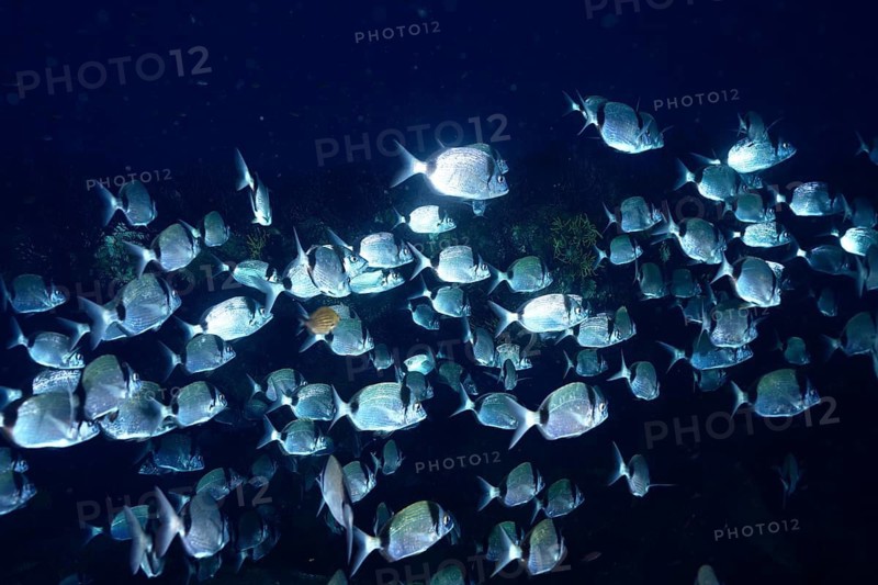 Shining school of fish, two-banded seabream (Diplodus vulgaris), in the dark ocean with light reflections, dive site peninsula Giens, Mediterranean Sea, Porquerolles, Provence, Côte d'Azur, France