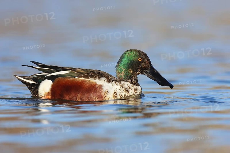 Northern Shoveler (Spatula clypeata) male, British Columbia, Canada