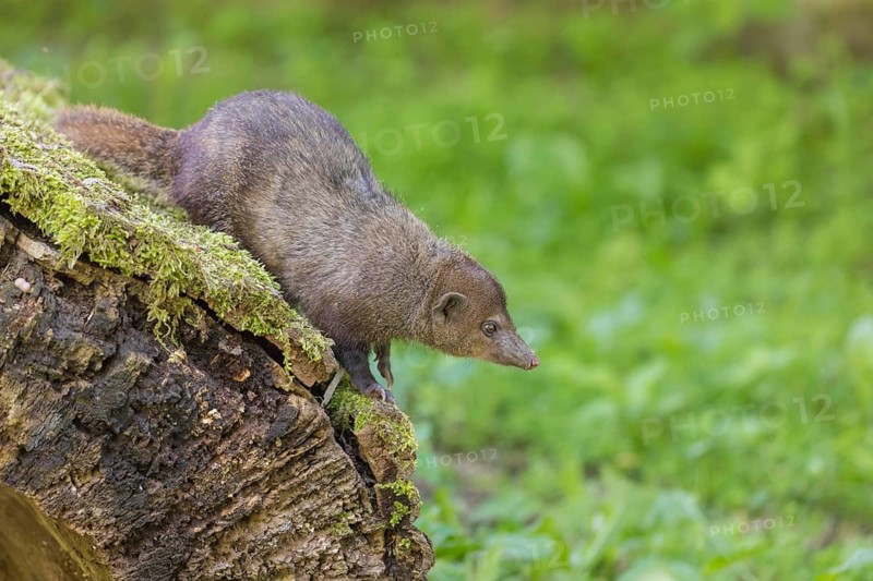 One Common cusimanse, Crossarchus obscurus, standing on a moss covered log. Some green vegetation in the background