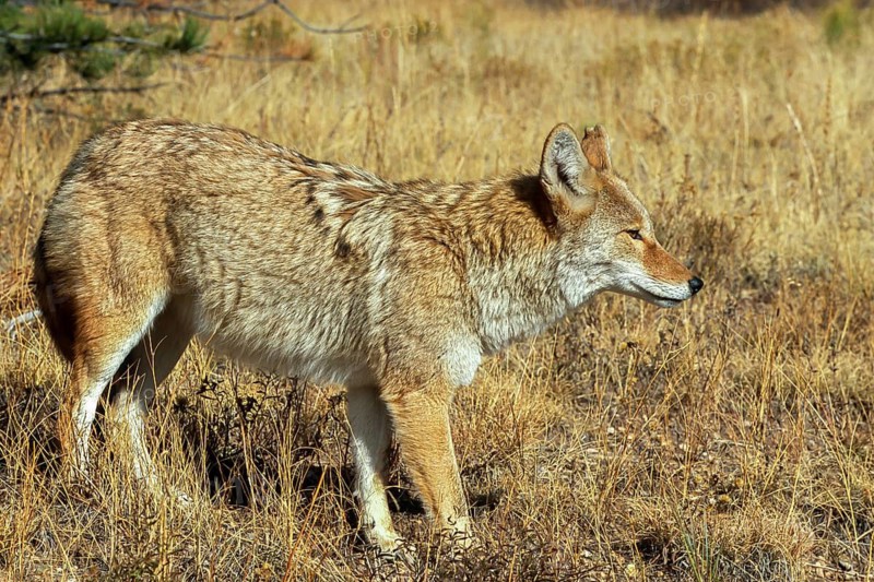 Coyote. Canis latrans. Coyote standing on a meadow and watching. Rocky Mountains national park. Colorado state. USA