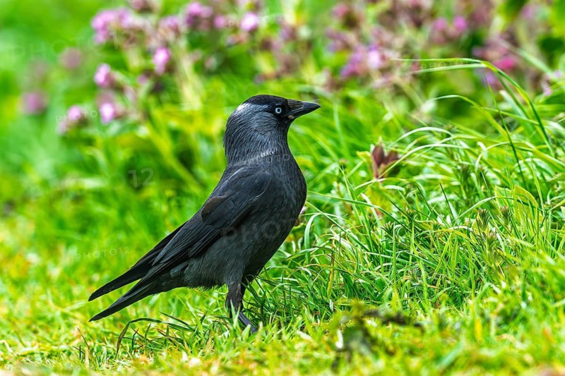 Western Jackdaw, Corvus monedula, Bempton Cliffs, Yorkshire, England, United Kingdom