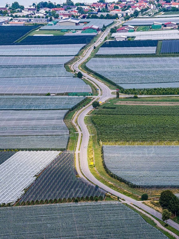 Fruit growing on Lake Constance. Apple orchards with protective nets against hail. Drone photo. Bodman-Ludwigshafen, Baden-Württemberg, Germany