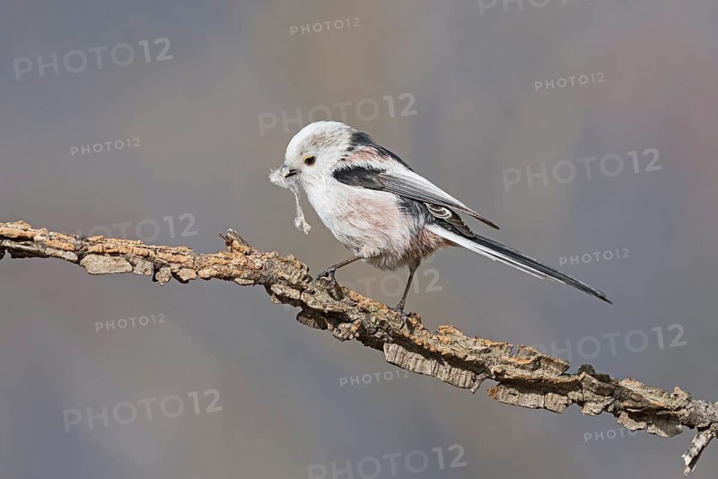 Long-tailed Tit (Aegithalos caudatus) perched on a branch with nesting material in beak, Aosta Valley, Italy