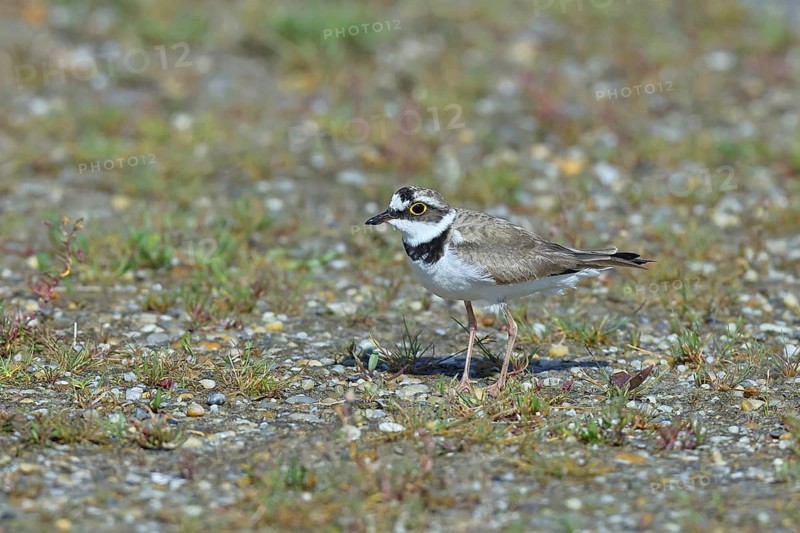 Little Ringed Plover (Charadrius dubius) adult bird standing on a gravel bank at the lakeshore, Wildlife, Lake Neusiedl National Park, Burgenland, Austria