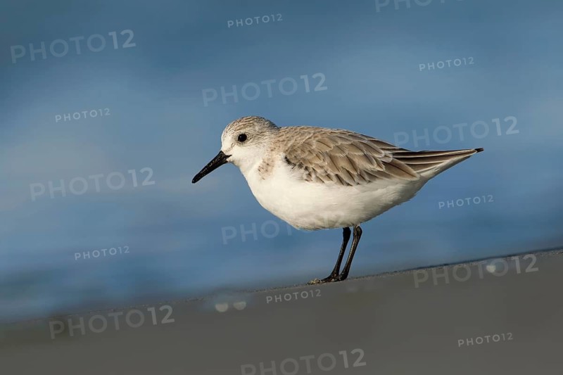 Sanderling (Calidris alba), Australia