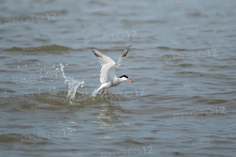 Common tern (Sterna hirundo) adult bird in flight emerging from the sea with a fish for food in its beak in summer, RSPB Minsmere nature reserve, Suffolk, England, United Kingdom