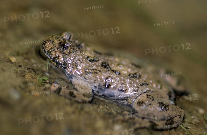 Mountain toad, bombina variegata, yellow-bellied toad, amphibians, amphibians, amphibians, amphibians, amphibians, toads