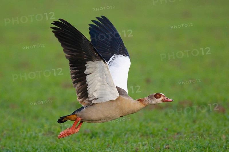 Egyptian Goose (Alopochen aegyptiaca) flying, North Rhine-Westphalia, Germany