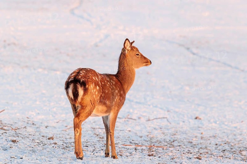 A female Dybowski deer (Cervus nippon hortulorum) stands in a snow-covered meadow at sunrise. China, Taiwan, SE-Siberia, Korea, Japan, Vietnam