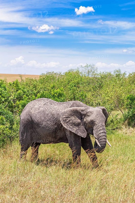 Alone African bush elephant (Loxodonta africana) by some green bushes on the savanna in east africa, Maasai Mara National Reserve, Kenya