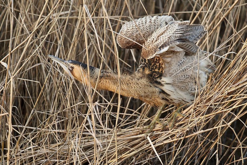 Eurasian Bittern (Botaurus stellaris), Hesse, Germany