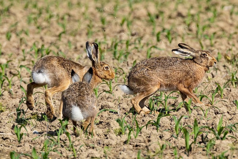 European hare (Lepus europaeus) Germany