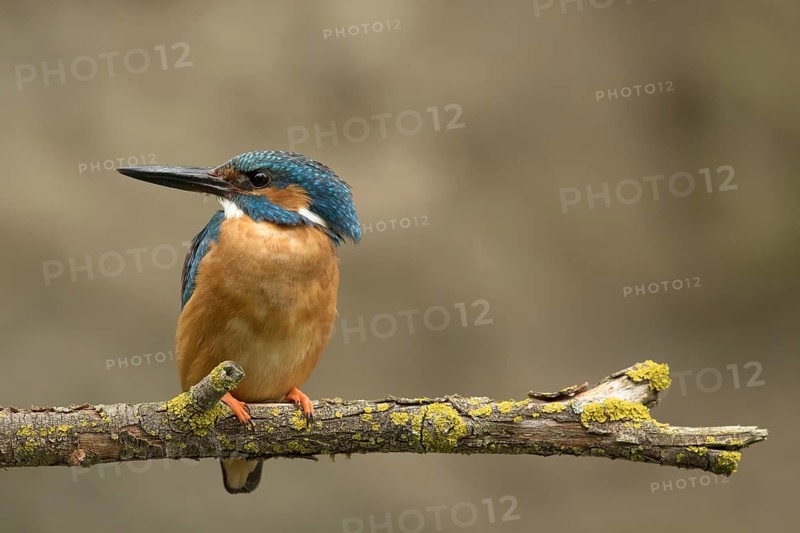 Ijsvogel volwassen man, Kingfisher adult male