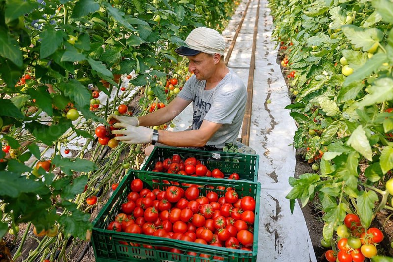 Wittichenau, Oberlausitz, Saxony, Germany - Tomato harvest on the family-run Domanja farm and vegetable farm, up to 25 employees work on the inclusive farm, including 5 employees with severe disabilities, here a permanent employee with severe disabilities harvests ripe tomatoes in the greenhouse