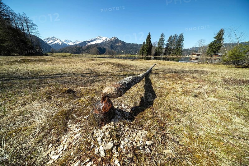 Felled tree trunk bitten by beavers (Castor fibre), beaver bite, moor pond near Oberstdorf, Oberallgäu, Allgäu, Bavaria, Germany