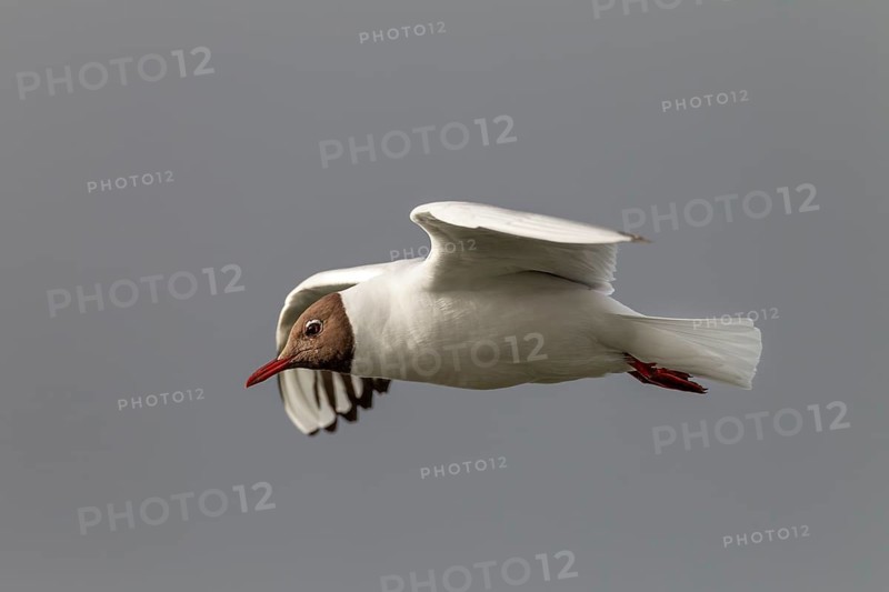 In gliding flight, the black-headed gull (Chroicocephalus ridibundus) in its breeding plumage searches for food on the North Sea coast, summer plumage, aerial photograph, beach bird, coastal bird, July, Germany