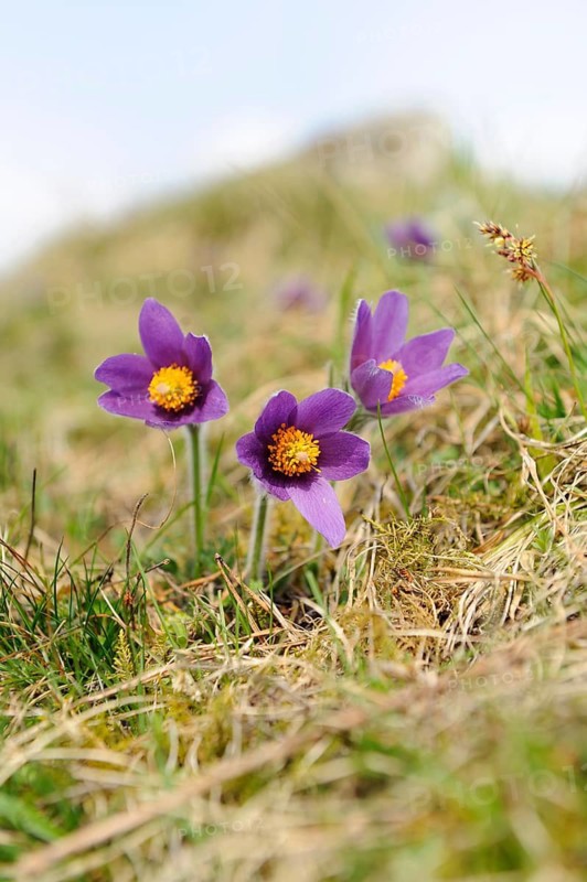 Several purple Pasque flowers blooming on a grassy spring meadow, Pasque flower (Pulsatilla vulgaris), Upper Palatinate