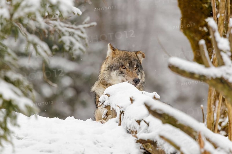 An adult male grey wolf (Canis lupus lupus) rests in the thicket of a sloping, snow-covered forest edge on a cold, cloudy day