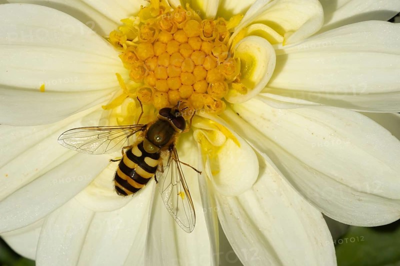 Common hoverfly (Eupeodes corollae) adult insect feeding on a garden Dahlia flower in summer, Suffolk, England, United Kingdom
