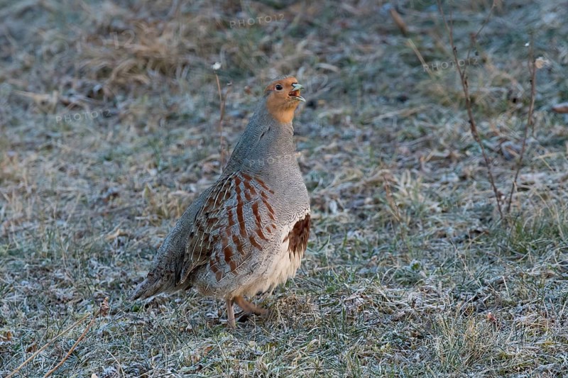 Grey Partridge (Perdix perdix), Thuringia, Germany