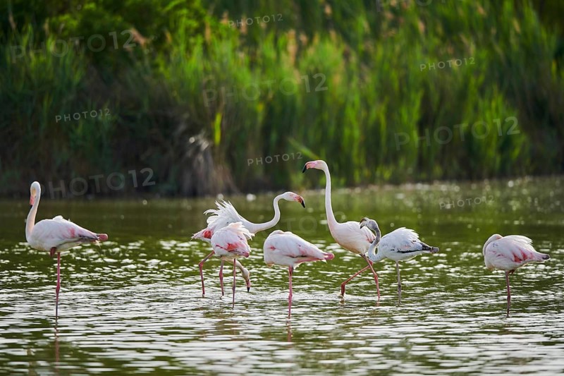 Greater Flamingos (Phoenicopterus roseus) standing in the water, arguing, Parc Naturel Regional de Camargue, France