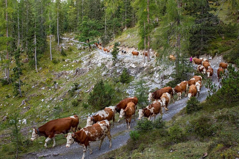 Alpine cattle drive in autumn through the Stallental, from the Eng-Alm through the Karwendel Mountains to the Inntal, Stallental, Karwendel Mountains, Tyrol, Austria