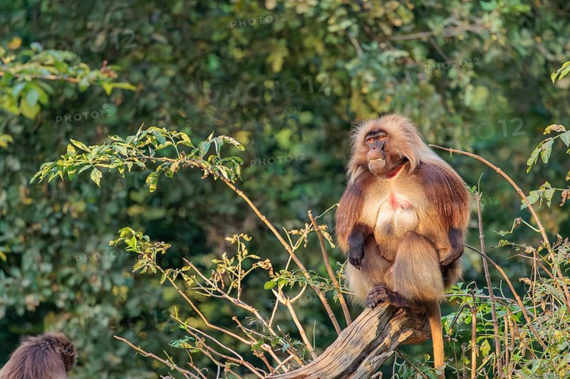 An adult male and a female Gelada (Theropithecus gelada), or bleeding-heart monkey sit close together on a tree trunk lying on the ground