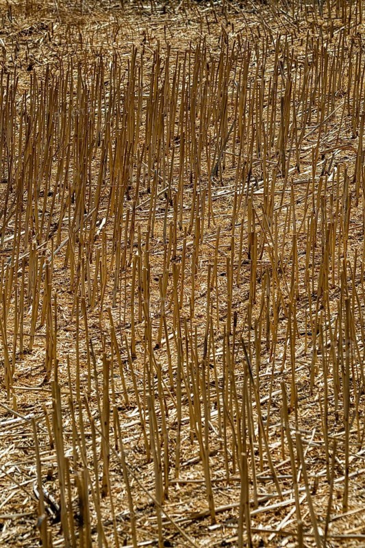 Dry wheat stalks standing in summer farmland. France