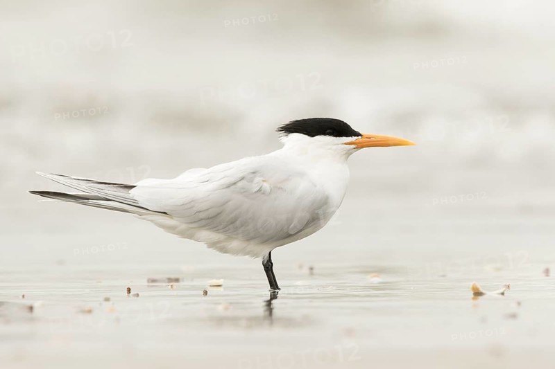 Lesser Crested Tern (Thalasseus bengalensis), Gambia