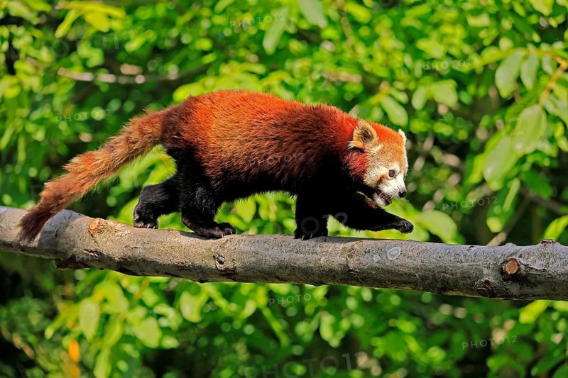 Western Red panda Ailurus fulgens), adult, on tree trunk, running, captive, Himalayas, Central Asia