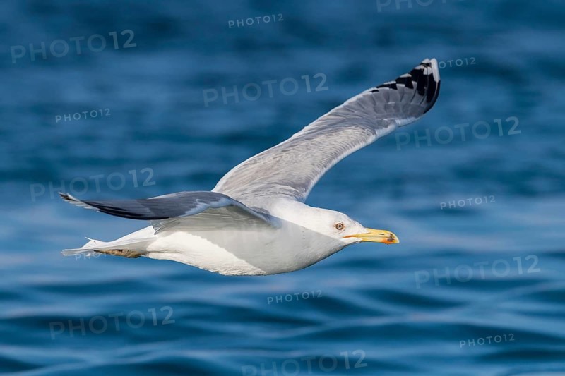 Caspian Gull (Larus cachinnans) flying, Eilat, Israel