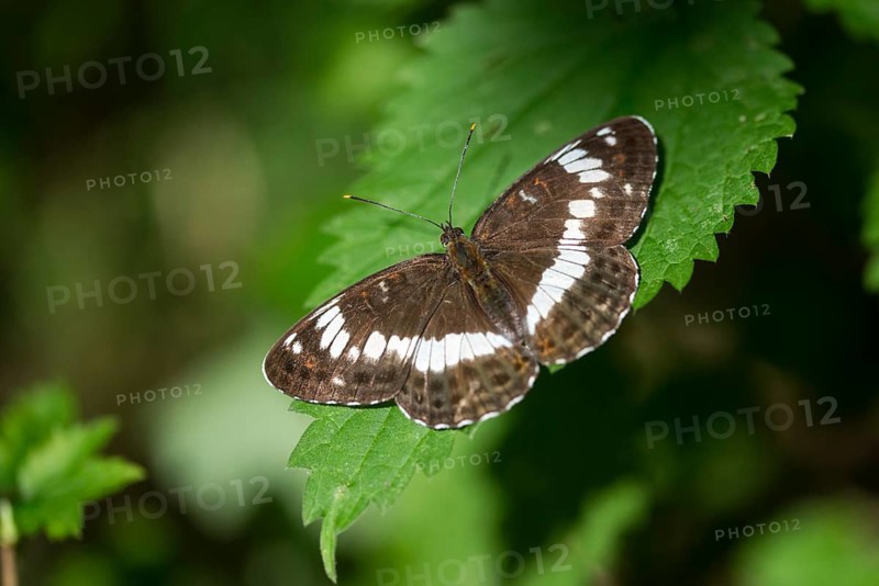 Small kingfisher, Ladoga camilla, limenitis camilla, white admiral, butterfly, insects, butterfly, butterflies