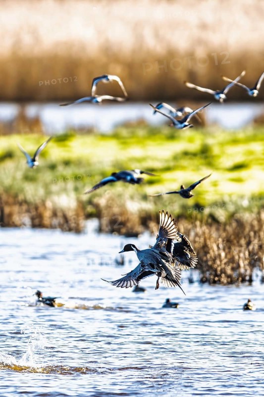 Northern Pintail, Anas acuta, Birds in flight over marshes