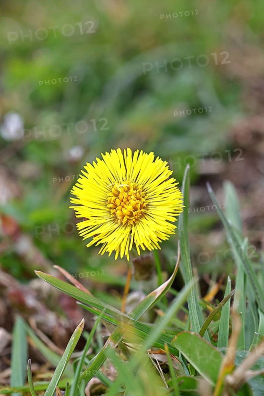 Coltsfoot (Tussilago farfara), close-up of a flower, early bloomer, spring, Wilnsdorf, North Rhine-Westphalia, Germany