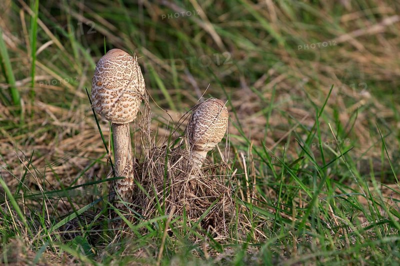Parasol mushroom, September, Usedom, Mecklenburg-Western Pomerania, Germany