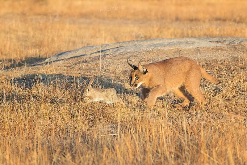Caracal (Caracal caracal) adult hunting Iberian Hare (Lepus granatensis), Castile-La Mancha, Spain