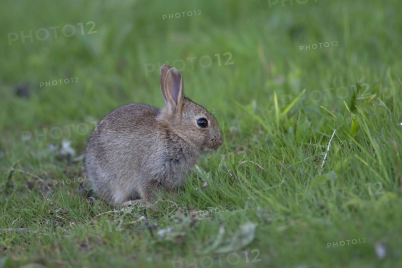 Rabbit (Oryctolagus cuniculus) juvenile baby animal on grassland in the countryside, England, United Kingdom