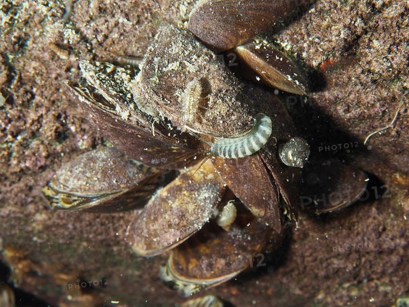 Tiger amphipod (Gammarus tigrinus), amphipod, on mussels on a stony and sandy substrate under water, dive site Zollbrücke, Rheinau, Canton Zurich, Rhine, High Rhine, Switzerland, Jestetten, Germany