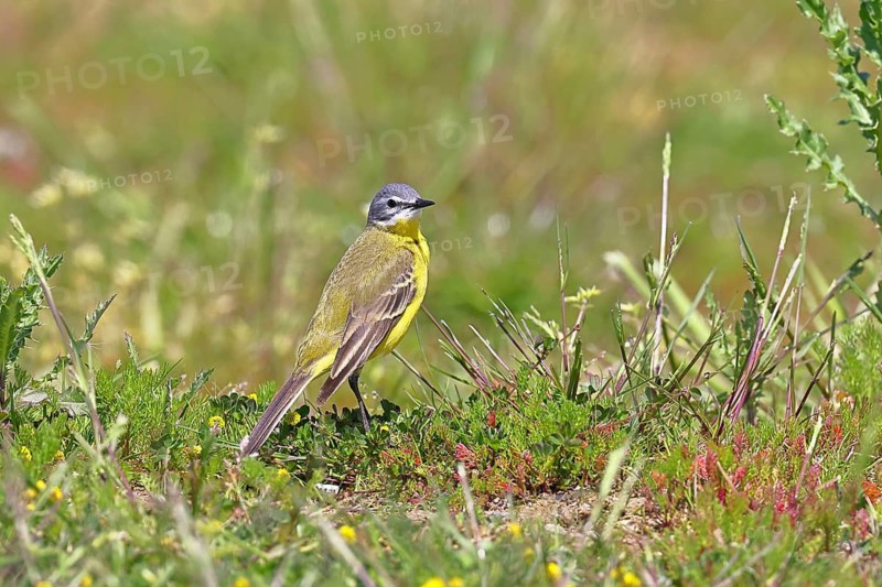 Yellow Wagtail (Motacilla flava) in a meadow, Dümmer, Lake Dümmer, Ochsenmoor, Hüde, Lower Saxony, Germany