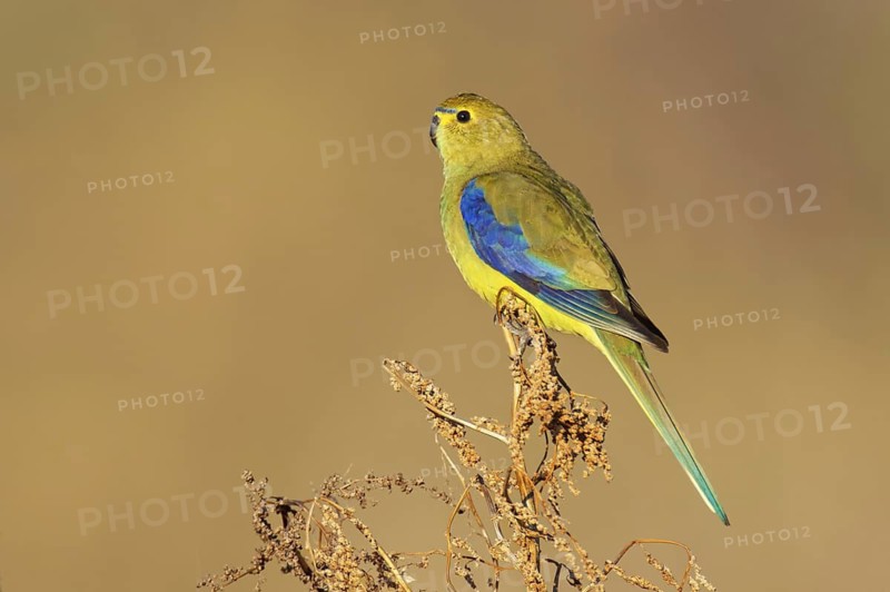 Blue-winged Parrot (Neophema chrysostoma) female, Victoria, Australia