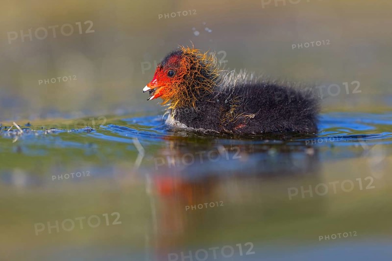 Eurasian Coot, coot, coot rail, black coot, (Fulica atra), chick, Hides de El Taray / Floating Hid, Villafranca de los Caballeros, Castilla La Mancha / Toledo, Spain