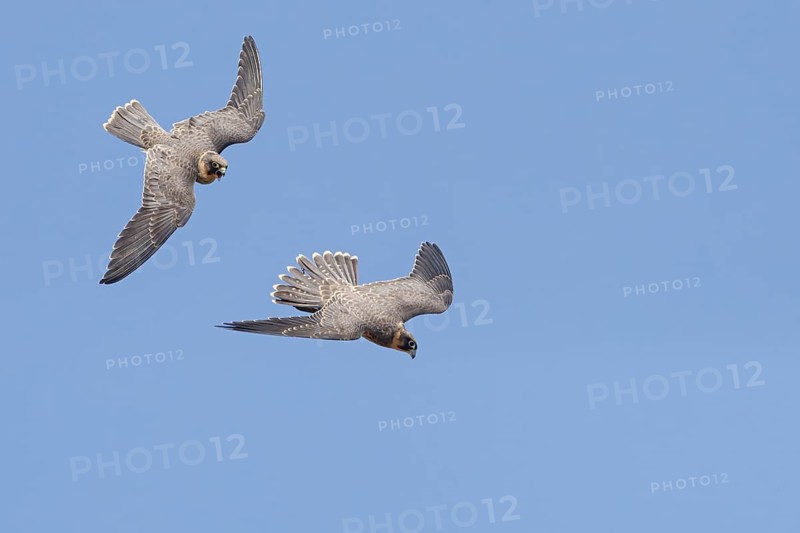 Slaty Falcon, (Falco concolor), animals, birds, birds of prey, falcons, flight photo, pair, two birds, Ras As Sawadi, Muscat, Muscat, Oman