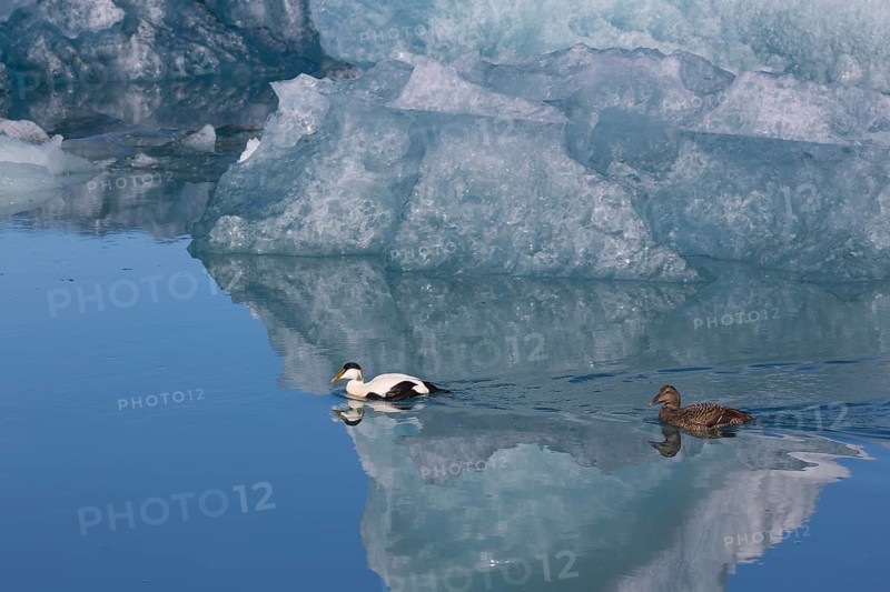 One female and one male common eider, Somateria mollissima, swimming at Jökulsárlón glacier lagoon, Iceland