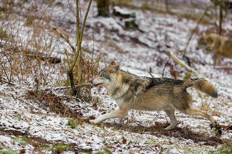 One eurasian gray wolf (Canis lupus lupus) buries its droppings in a snowy meadow